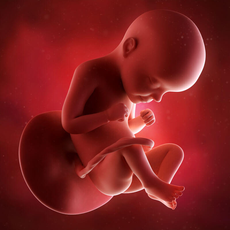 Animation of Fetal Development at 28 Weeks